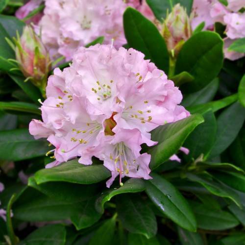 light-pink flowers with white filaments, yellow anthers, Iime stigmas, green leaves and pink-lime buds