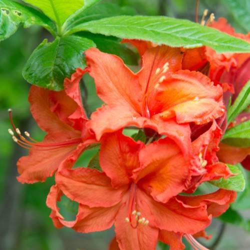 red-orange flowers with orange filaments, yellow anthers, lime-green leaves and brown stems