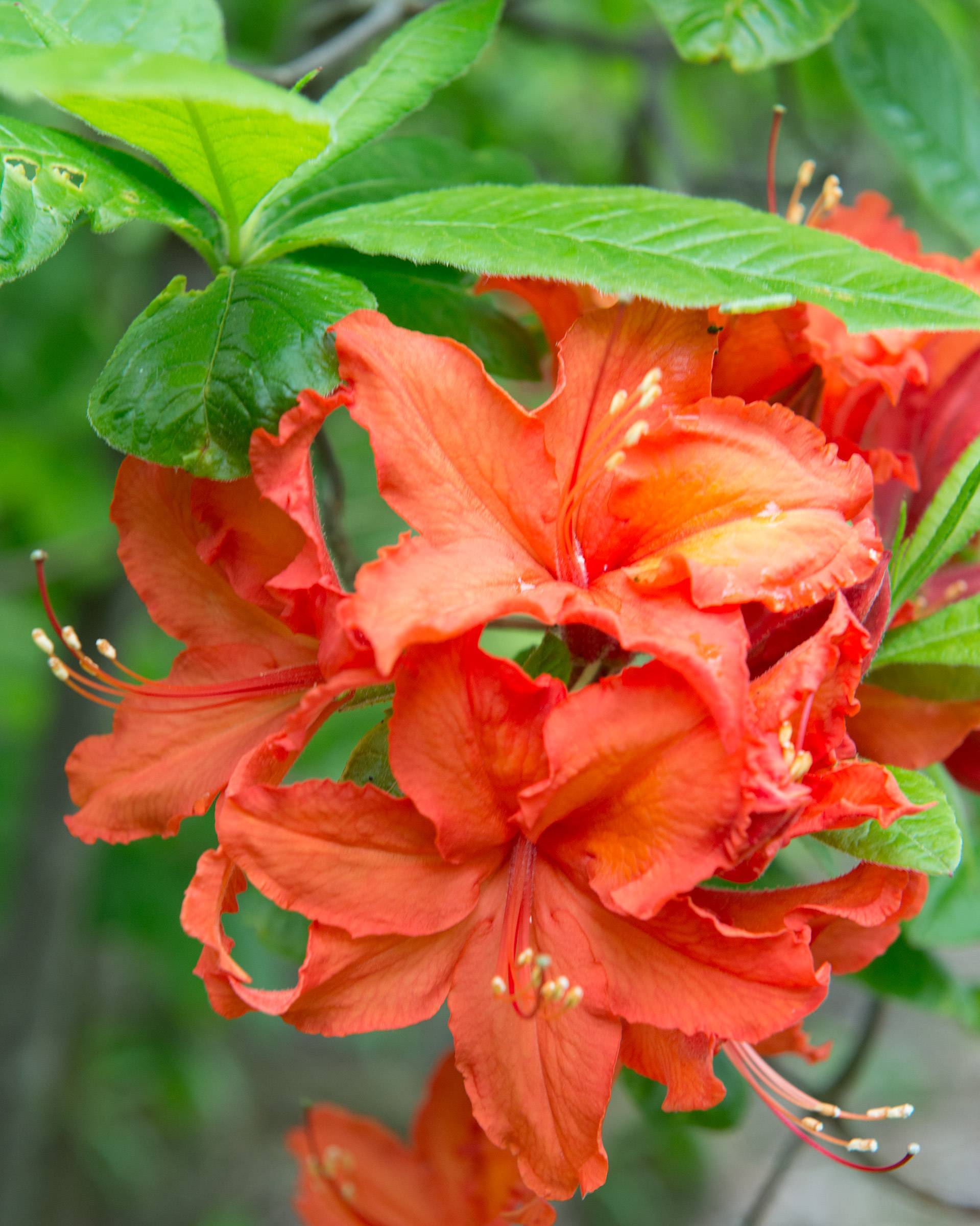 red-orange flowers with orange filaments, yellow anthers, lime-green leaves and brown stems