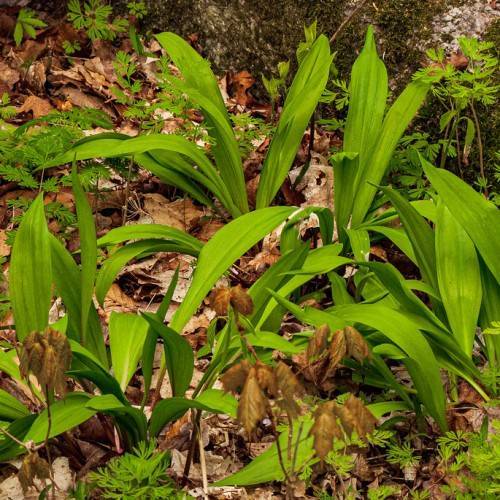 lime-brown leaves and brown stems