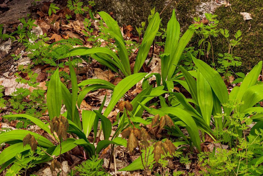 lime-brown leaves and brown stems