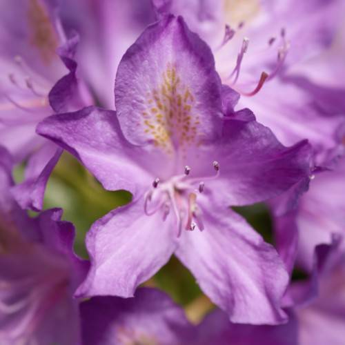 purple-yellow flowers with purple stamens