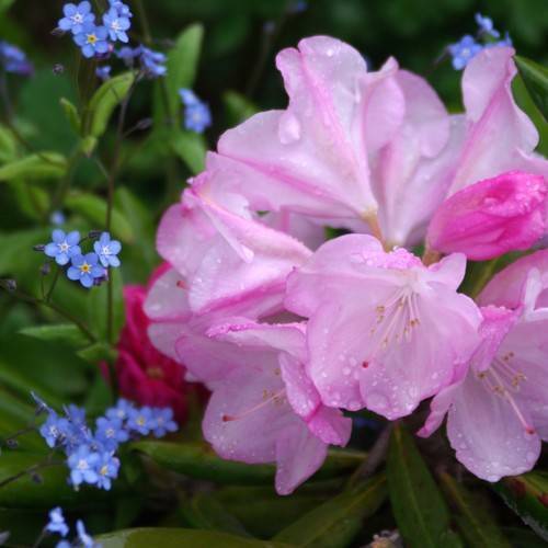 pink flowers with dark-pink stigmas, light-pink styles, filaments, yellow anthers and green leaves