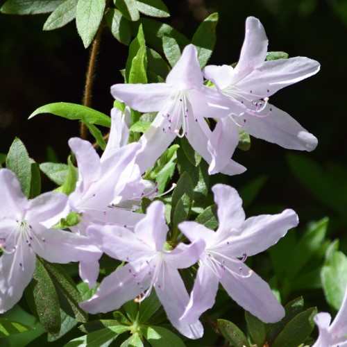 Lavender flower with style and filaments, beige stigma and dark-purple anthers, green leaves and brown stem.