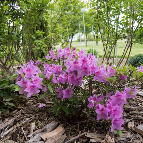 Pink-purple flower with filaments, purple buds and black anther, green leaves with yellow midribs and veins.