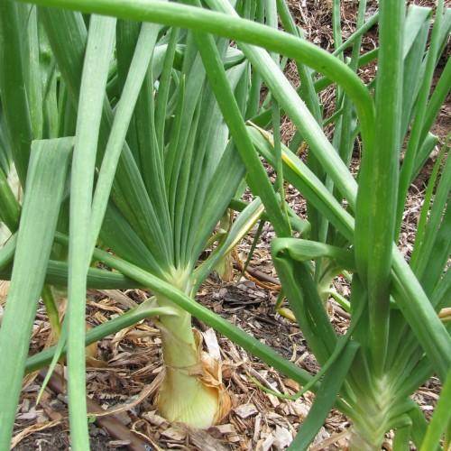 A plant with long green leaves.