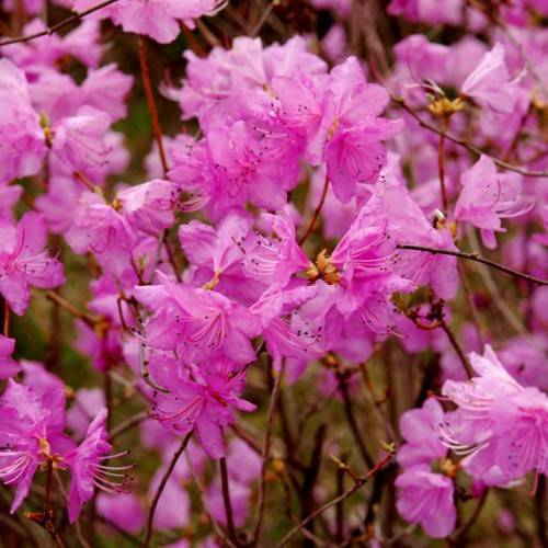 pink flowers with pink-white filaments, black anthers, yelllow-orange sepals and brown branches