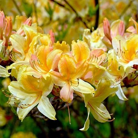 Gold-yellow-pink flower with pink pink buds, maroon petiole, yellow stamen.