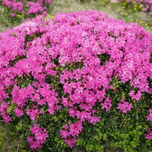pink flowers with lime buds, green leaves and green stems