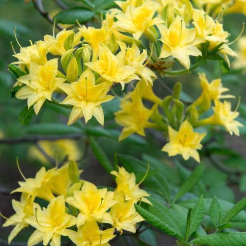yellow flowers with yellow-green styles and green stigmas, green leaves and brown stems