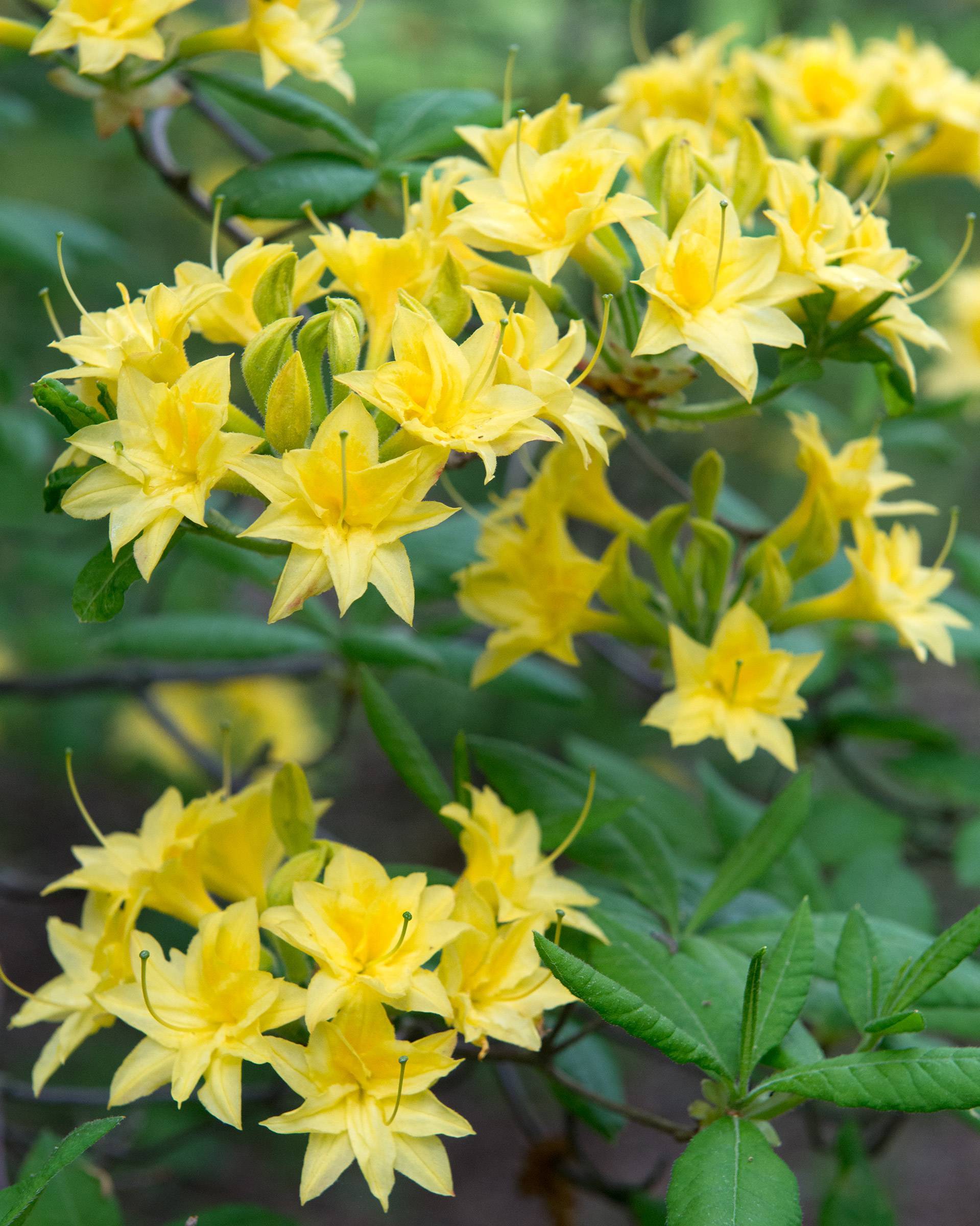 yellow flowers with yellow-green styles and green stigmas, green leaves and brown stems