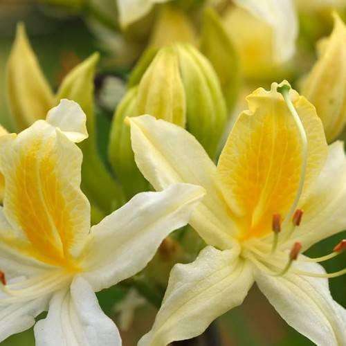 white-yellow flowers with red anthers, lime filaments, and yellow-lime buds