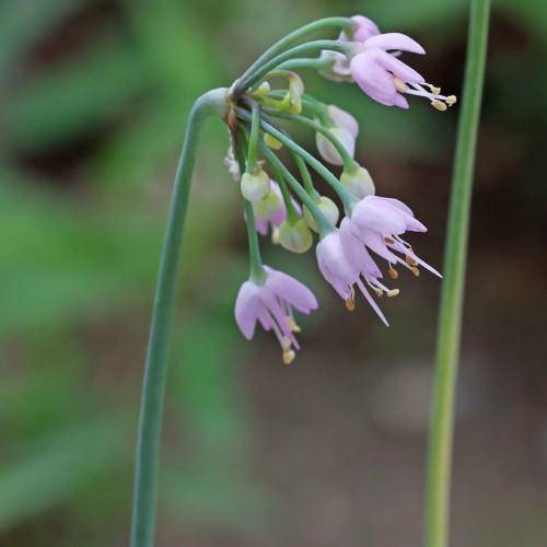 purple-white flower and green stems.