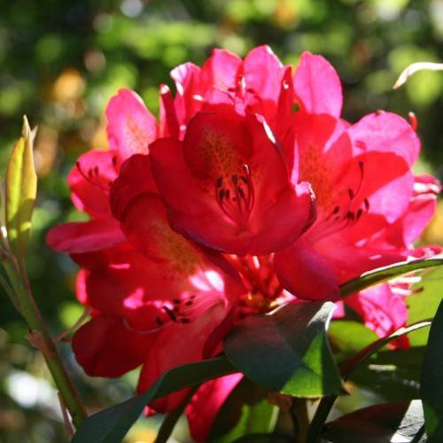red-pink flowers with pink filaments, black anthers, green leaves and green stems