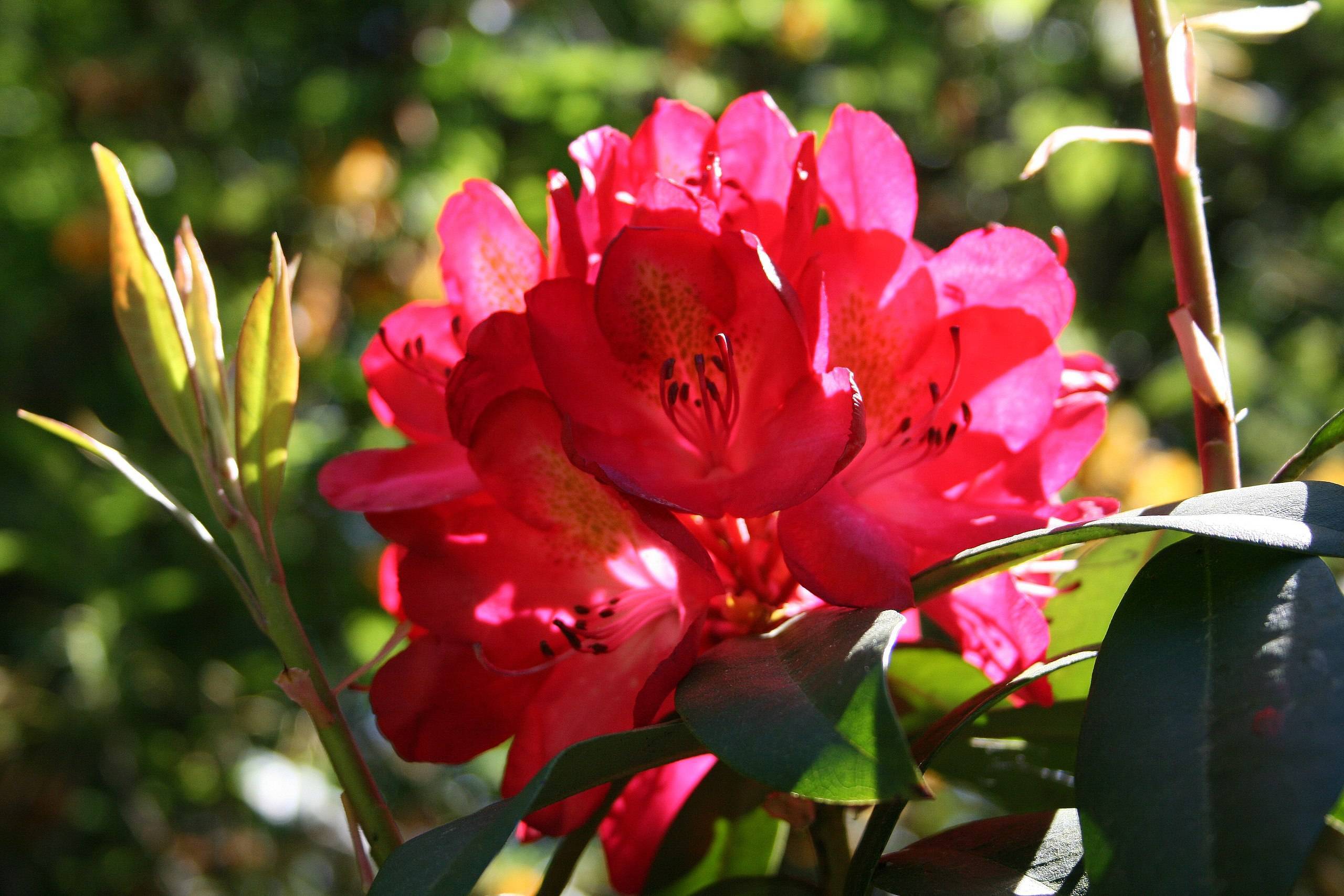 red-pink flowers with pink filaments, black anthers, green leaves and green stems