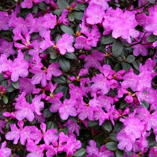 purple-pink flowers with orange-yellow sepals, purple stamens, green leaves and dark-brown stems