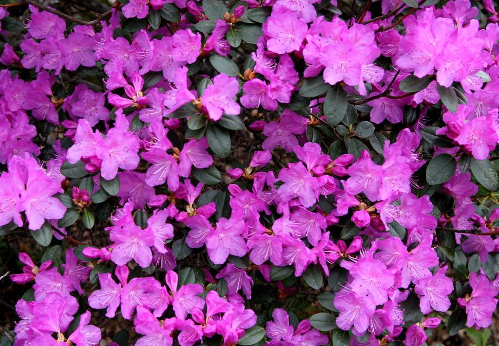 purple-pink flowers with orange-yellow sepals, purple stamens, green leaves and dark-brown stems