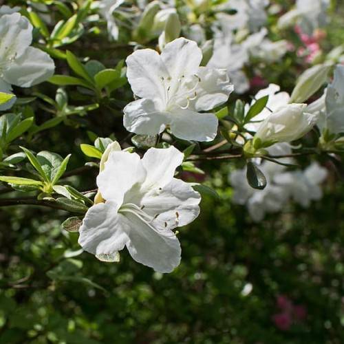 white flowers with white filaments, yellow anthers lime-green leaves and brown stems