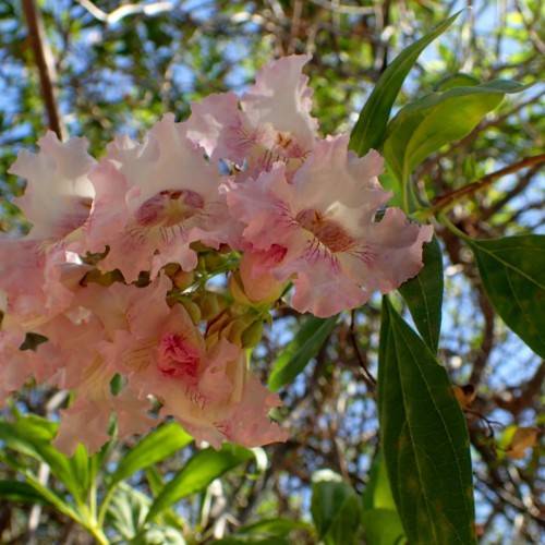pink-white flowers with pink center, green leaves and brown branches