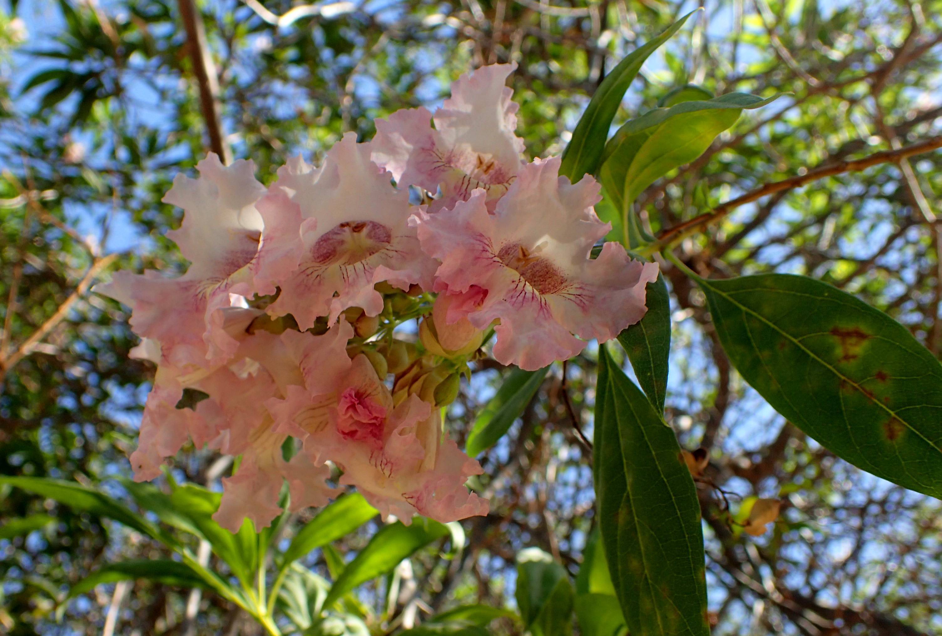 pink-white flowers with pink center, green leaves and brown branches