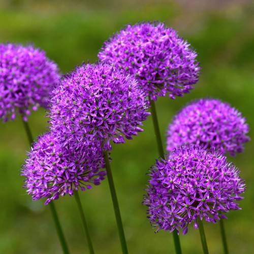 purple flowers with green-brown stems