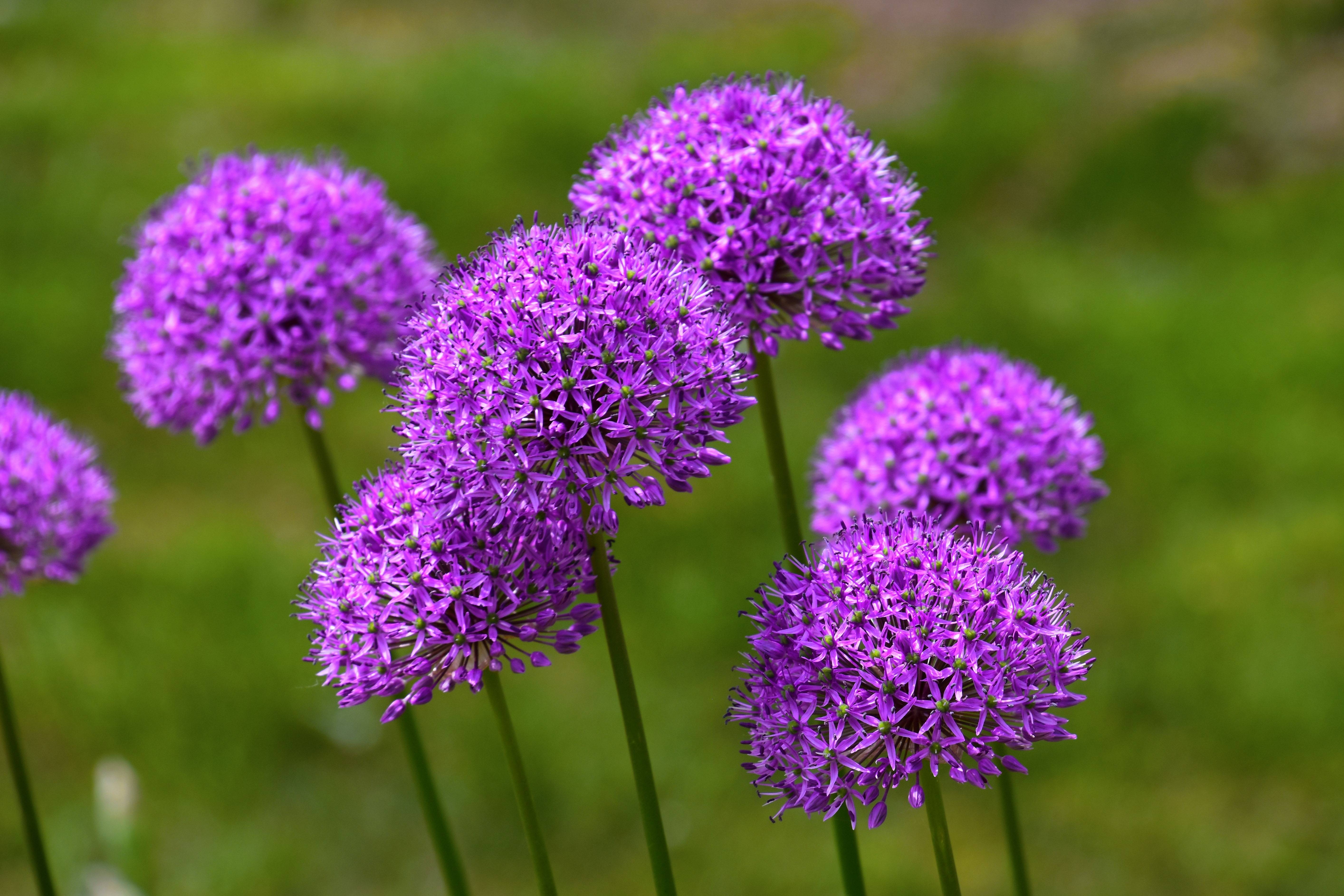 purple flowers with green-brown stems
