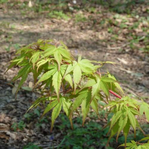 Green-maroon leaves with pink petiole and stems.