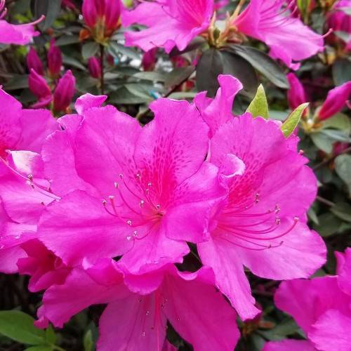 pink-red flowers with white anthers, pink filaments, dark-pink buds, green leaves and brown stems
