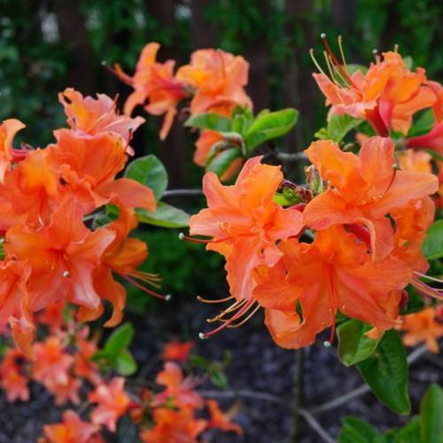 orange flowers with white anthers, orange filaments, brown stems and lime-green leaves
