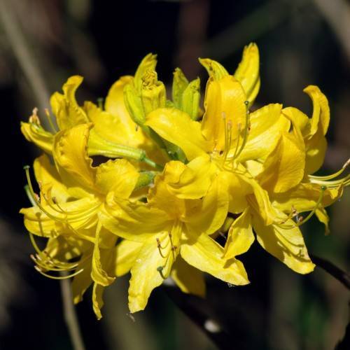 yellow-green flowers with yellow filaments, brown anthers, and lime-yellow buds