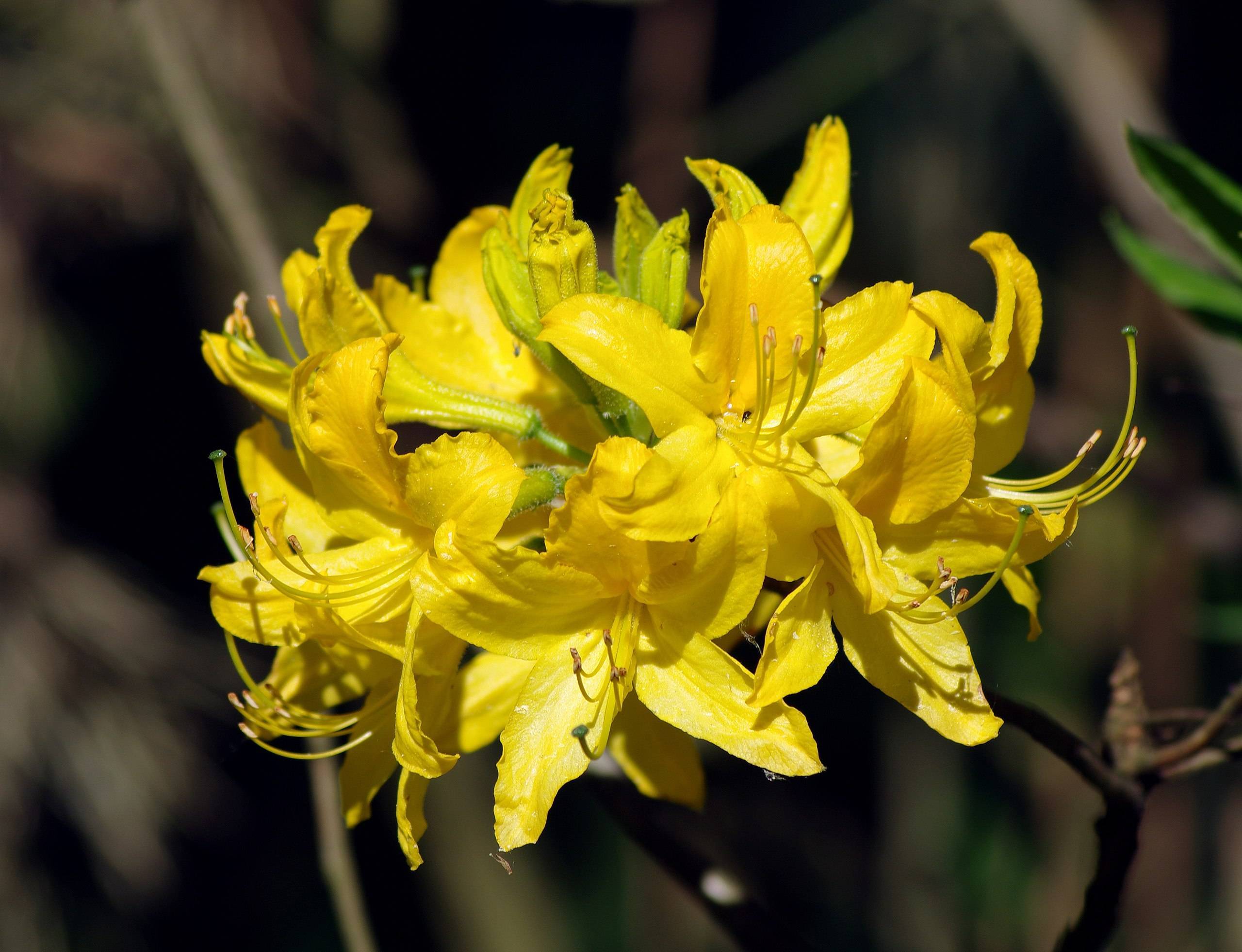 yellow-green flowers with yellow filaments, brown anthers, and lime-yellow buds