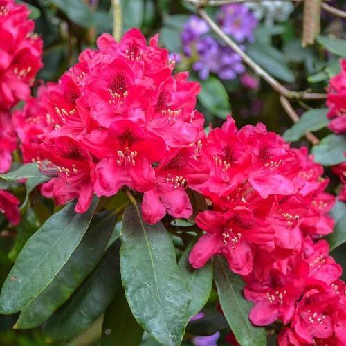 red-pink flowers with red filaments, yellow anthers, brown stems and green leaves