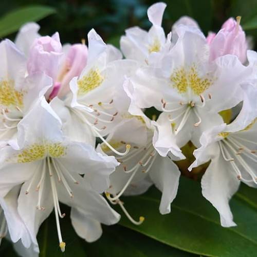 white-yellow flowers with white filaments, brown anthers, yellow stigmas and green leaves