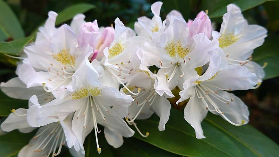 white-yellow flowers with white filaments, brown anthers, yellow stigmas and green leaves