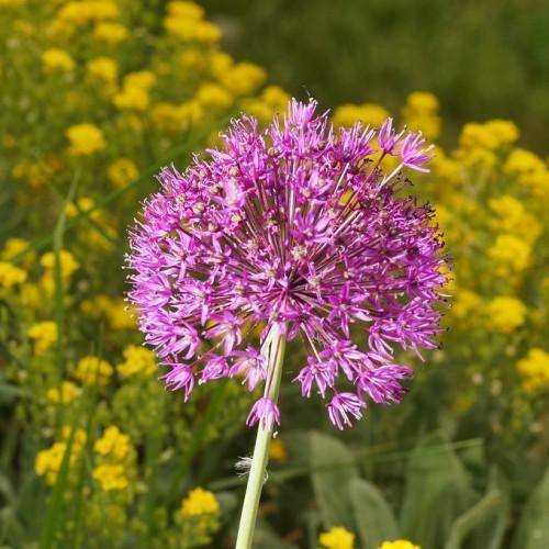 A plant with purple flower atop green stem.