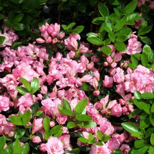 light-pink flowers and buds with green stems and lime-green leaves