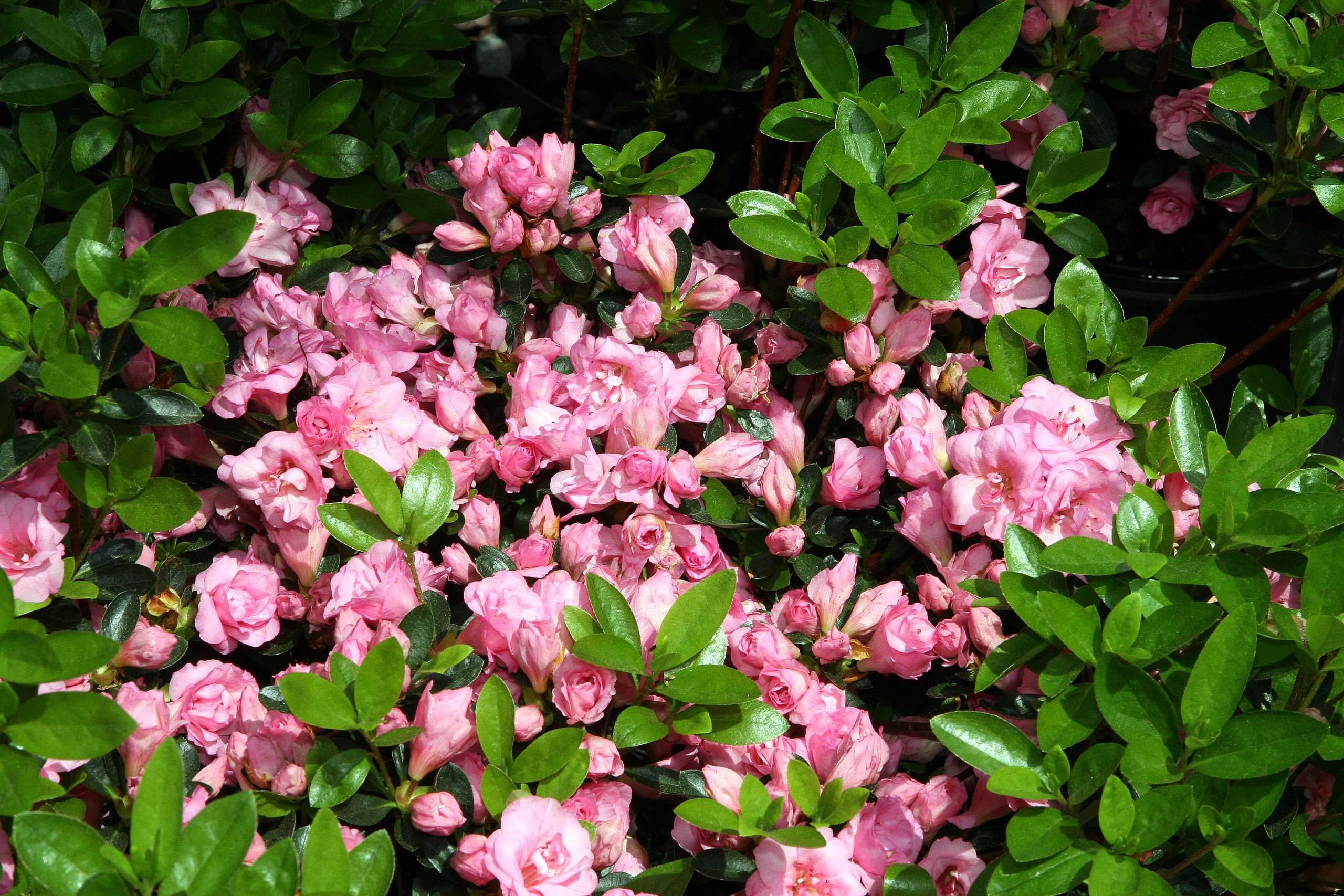 light-pink flowers and buds with green stems and  lime-green leaves