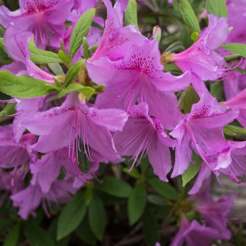 Pink-purple flower with filaments and black anther, green leaves with yellow midribs and veins.
