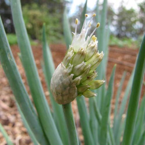 Tubular green leaves with white-green bulbs.