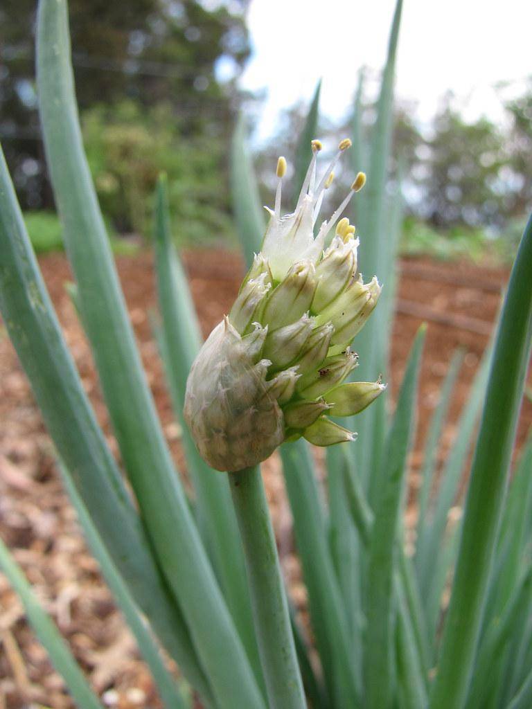 Tubular green leaves with white-green bulbs.