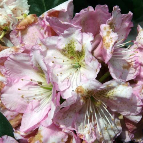 white-pink flowers with white filaments and yellow anthers