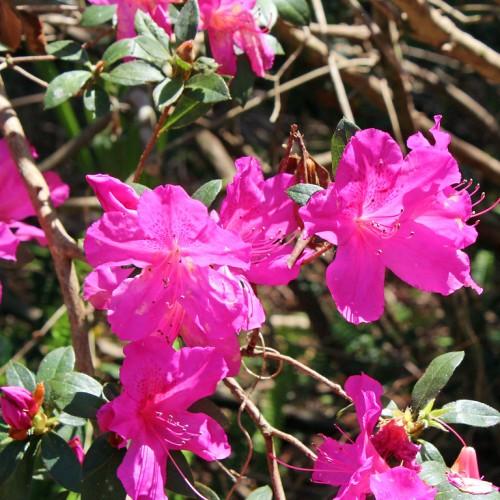 Pink flower with buds,  pink stigma, style, filament and anthers, green leaves and light-brown stems and branches.