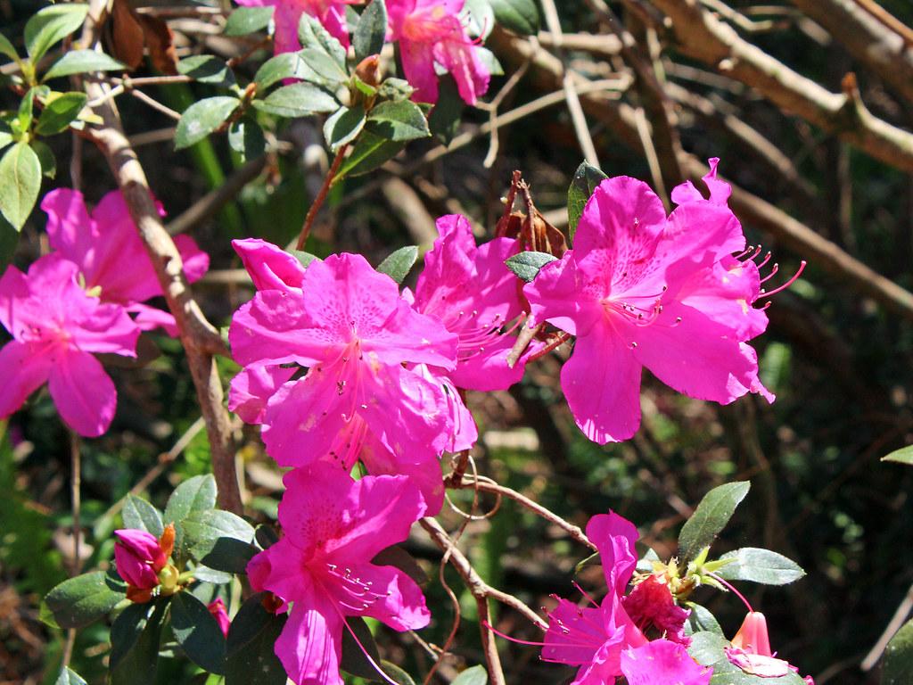 Pink flower with buds,  pink stigma, style, filament and anthers, green leaves and light-brown stems and branches.