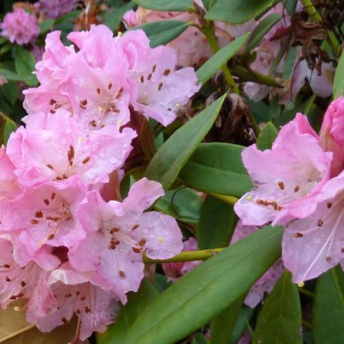 white-pink flowers with red-brown anthers, pink filaments, yellow stigmas, lime stems and green leaves