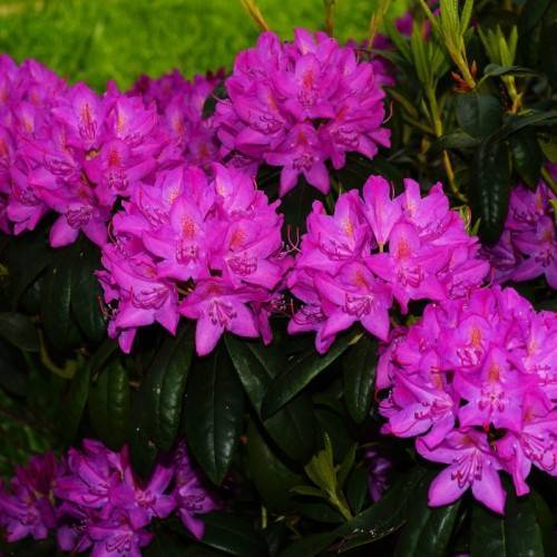 purple-pink flowers with orange stigmas, purple stamens, dark-green leaves and lime stems