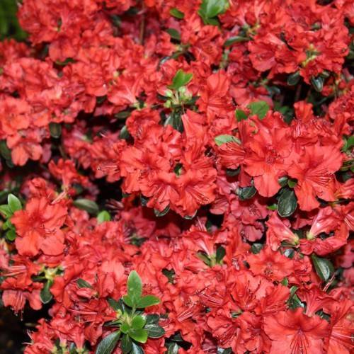 red flowers with red filaments, black anthers and green leaves