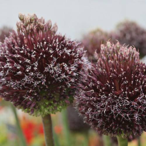 burgundy-white flowers with lime-brown stems