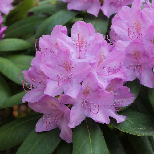 light-pink flowers with pink filaments, white-black anthers, and green leaves