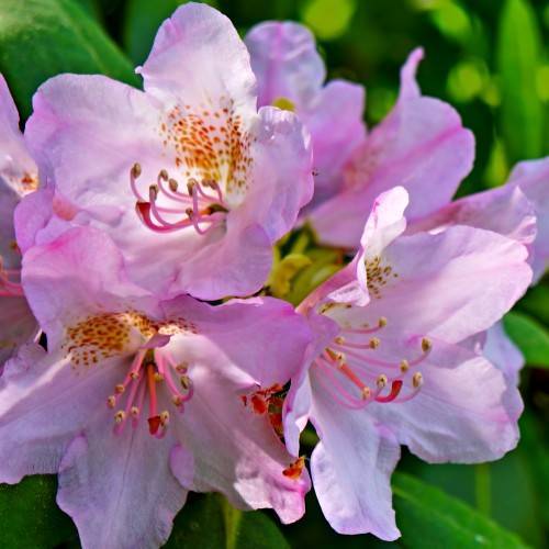white-pink flowers with pink filaments, yellow anthers, green leaves and lime-green leaves