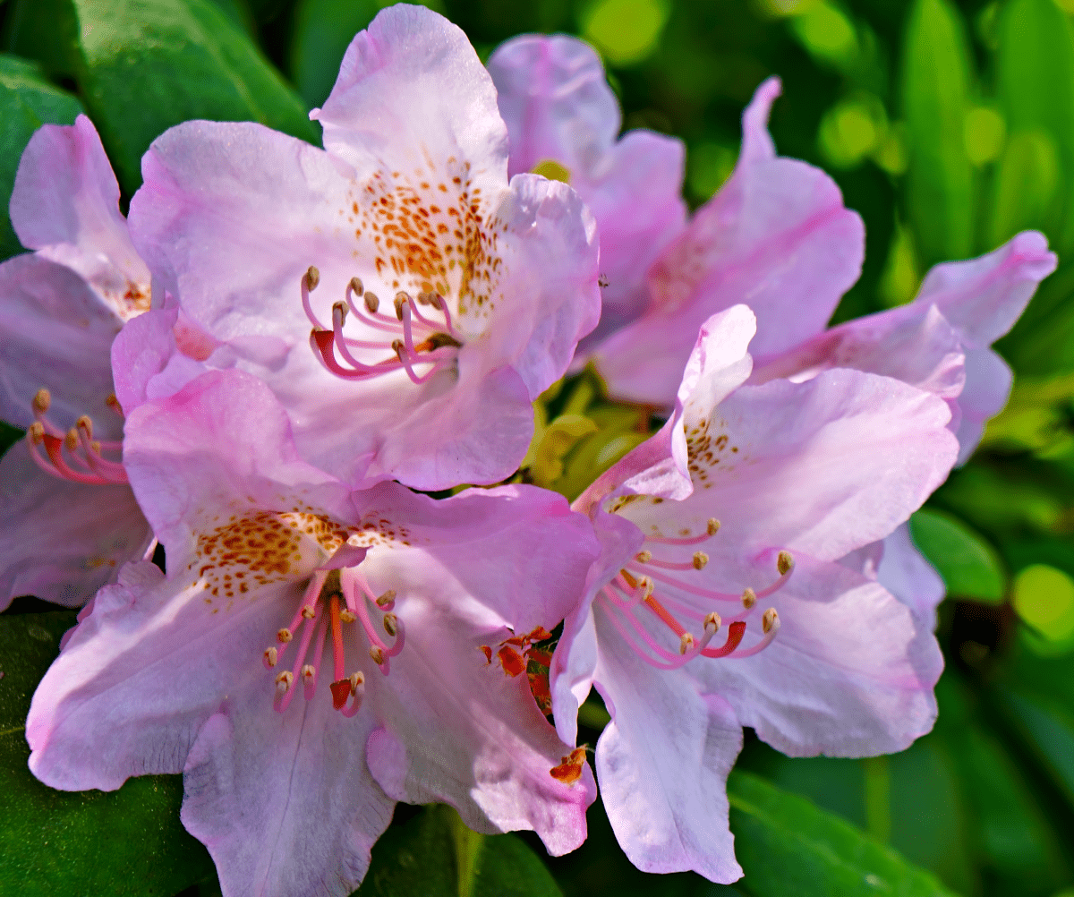 white-pink flowers with pink filaments, yellow anthers, green leaves and lime-green leaves